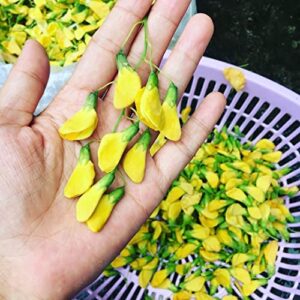 300 Sesbania Sesban Seeds - Điên điển - Fast Growing Yellow Hummingbird Tree (Egyptian Rattle pod - Egyptian Riverhemp) Vietnamese Herb and Vegetable