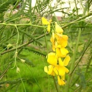 300 Sesbania Sesban Seeds - Điên điển - Fast Growing Yellow Hummingbird Tree (Egyptian Rattle pod - Egyptian Riverhemp) Vietnamese Herb and Vegetable