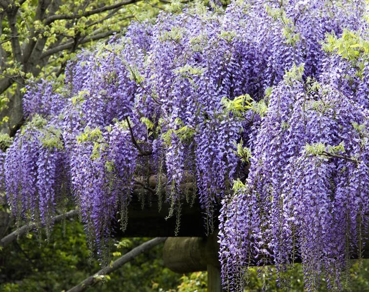 Live Chinese Blue Wisteria Tree, Plant 2' Potted Fast Growing Vine