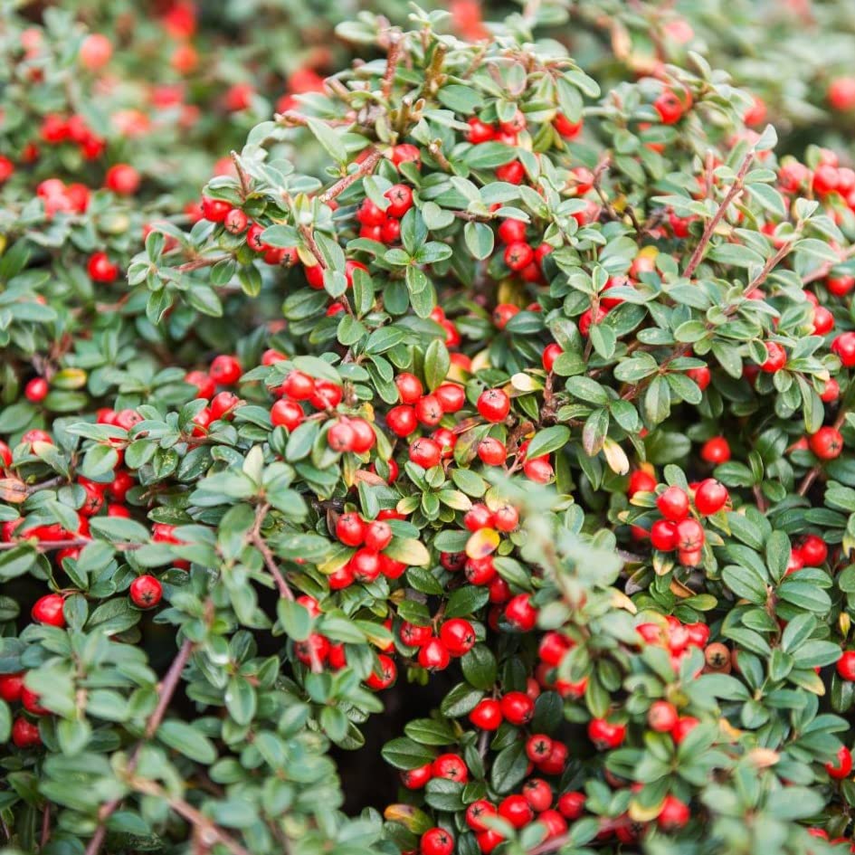 TriStar Plants - Cranberry Cotoneaster - 1 Quart Pot 3pack, 1'-2'ft Tall - No Ship California, Established Roots, Cotoneaster apiculatus, Fast Growing Trees