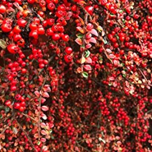 TriStar Plants - Cranberry Cotoneaster - 1 Quart Pot 3pack, 1'-2'ft Tall - No Ship California, Established Roots, Cotoneaster apiculatus, Fast Growing Trees