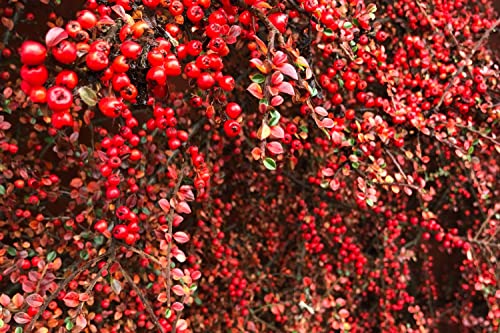 TriStar Plants - Cranberry Cotoneaster - 1 Quart Pot 3pack, 1'-2'ft Tall - No Ship California, Established Roots, Cotoneaster apiculatus, Fast Growing Trees