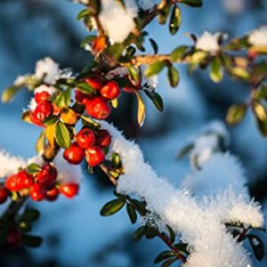 TriStar Plants - Cranberry Cotoneaster - 1 Quart Pot 3pack, 1'-2'ft Tall - No Ship California, Established Roots, Cotoneaster apiculatus, Fast Growing Trees