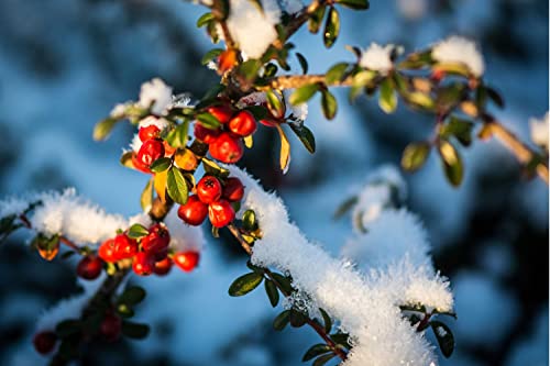 TriStar Plants - Cranberry Cotoneaster - 1 Quart Pot 3pack, 1'-2'ft Tall - No Ship California, Established Roots, Cotoneaster apiculatus, Fast Growing Trees