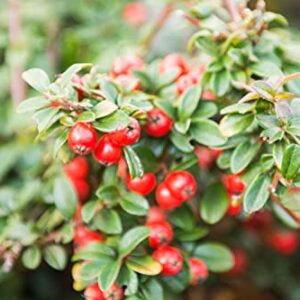 TriStar Plants - Cranberry Cotoneaster - 1 Quart Pot 3pack, 1'-2'ft Tall - No Ship California, Established Roots, Cotoneaster apiculatus, Fast Growing Trees