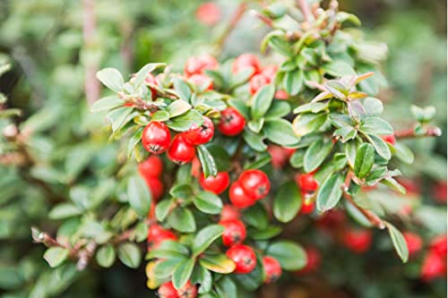 TriStar Plants - Cranberry Cotoneaster - 1 Quart Pot 3pack, 1'-2'ft Tall - No Ship California, Established Roots, Cotoneaster apiculatus, Fast Growing Trees