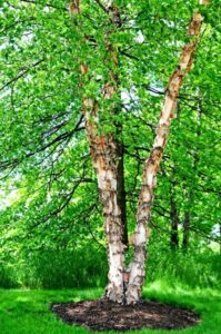 river birch trees for planting | 3-4 feet tall tree seedling (1 tree)