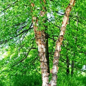 River Birch Trees for Planting | 3-4 Feet Tall Tree Seedling (1 Tree)