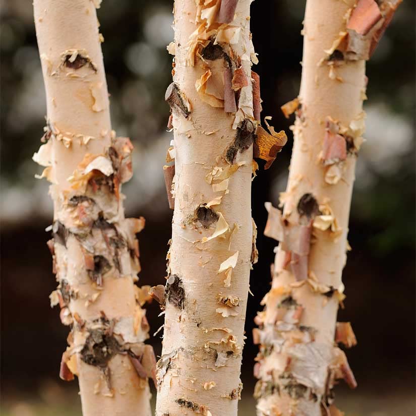 River Birch Trees for Planting | 3-4 Feet Tall Tree Seedling (1 Tree)