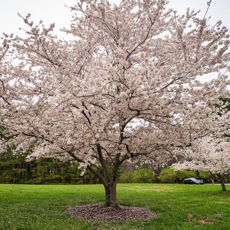 Yoshino Cherry Tree Live Plant , 2-3' Tall, Beautiful Spring Blooms Cherry Live Plant, Fast Growing, NO Ship to CA, HI, AZ