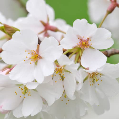 Yoshino Cherry Tree Live Plant , 2-3' Tall, Beautiful Spring Blooms Cherry Live Plant, Fast Growing, NO Ship to CA, HI, AZ