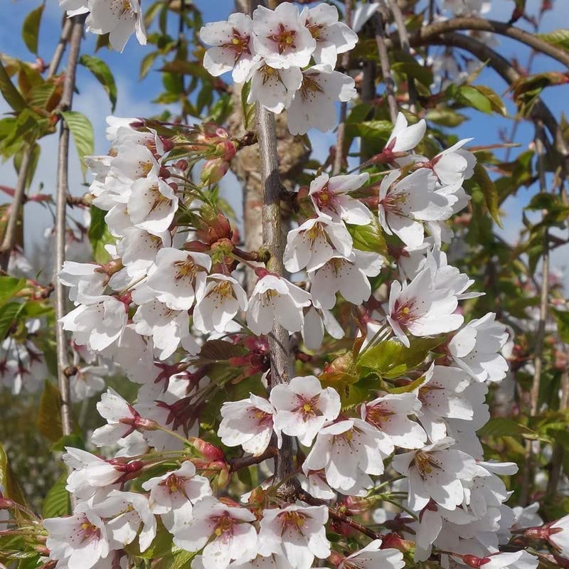 Yoshino Cherry Tree Live Plant , 2-3' Tall, Beautiful Spring Blooms Cherry Live Plant, Fast Growing, NO Ship to CA, HI, AZ