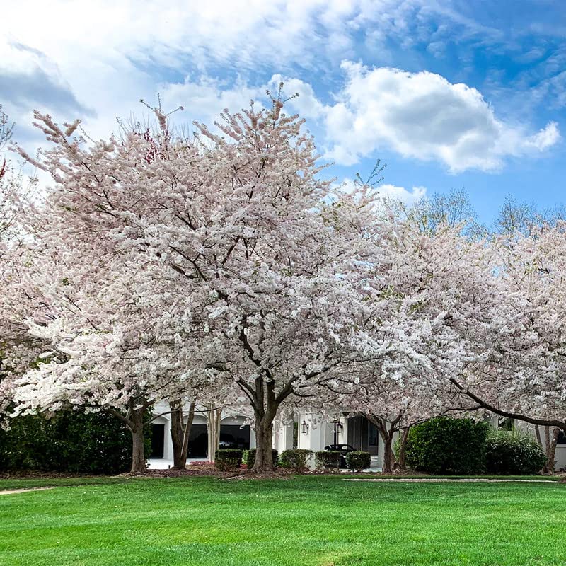 Yoshino Cherry Tree Live Plant , 2-3' Tall, Beautiful Spring Blooms Cherry Live Plant, Fast Growing, NO Ship to CA, HI, AZ