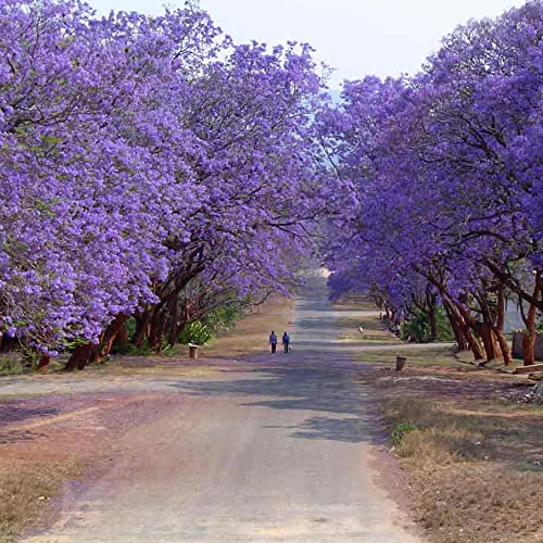 Blue Jacaranda Tree 25 Seeds