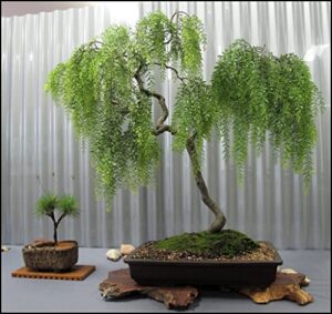 live dwarf australian weeping willow bonsai tree – fast growing, indoor/outdoor bonsai material