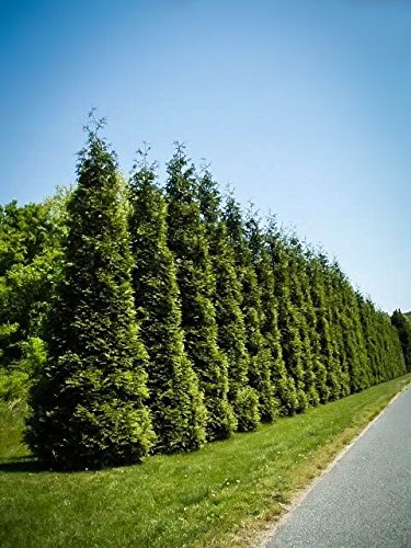 Thuja Arborvitae Green Giant - 12 Live Quart Size Plants - Evergreen Privacy Trees