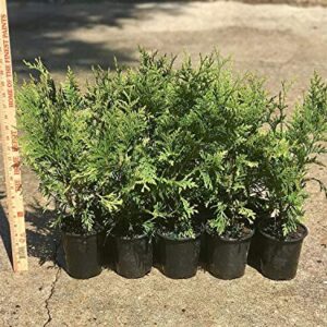 Thuja Arborvitae Green Giant - 12 Live Quart Size Plants - Evergreen Privacy Trees