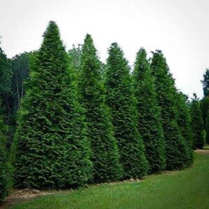 Thuja Arborvitae Green Giant - 12 Live Quart Size Plants - Evergreen Privacy Trees