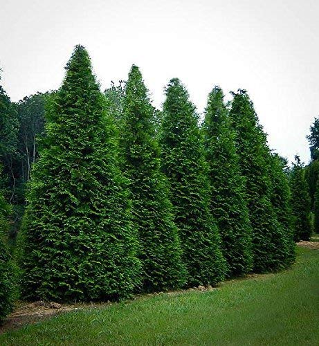 Thuja Arborvitae Green Giant - 12 Live Quart Size Plants - Evergreen Privacy Trees