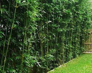 green hedge clumping bamboo plant / bambusa multiplex – non-invasive form