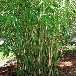 Green Hedge Clumping Bamboo Plant / Bambusa multiplex - Non-Invasive Form