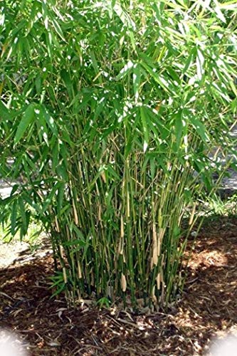 Green Hedge Clumping Bamboo Plant / Bambusa multiplex - Non-Invasive Form