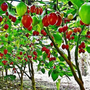 tamarillo tree tomato seeds yields 60+lbs of garden fruit! fast growing plant (10 seeds)