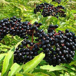 elderberry plant 100 seeds – black elderberry plant seeds, elderberry bush plant fruit seeds, fresh plant black elderberry, shade trees fast growing, supports butterfly and bird species