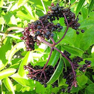 Elderberry Plant 100 Seeds - Black Elderberry Plant Seeds, Elderberry Bush Plant Fruit Seeds, Fresh Plant Black Elderberry, Shade Trees Fast Growing, Supports Butterfly and Bird Species