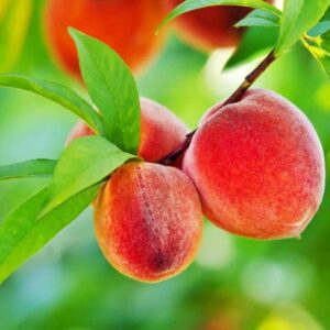 Florida King Peach Tree - 1 Gallon, 2'-3'ft Tall Potted Plant Established Roots - No Ship California - Prunus persica ‘Florida King, Fast Growing Tree, Easy Care, Fruit Tree, Orchard