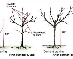 Florida King Peach Tree - 1 Gallon, 2'-3'ft Tall Potted Plant Established Roots - No Ship California - Prunus persica ‘Florida King, Fast Growing Tree, Easy Care, Fruit Tree, Orchard