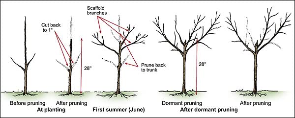 Florida King Peach Tree - 1 Gallon, 2'-3'ft Tall Potted Plant Established Roots - No Ship California - Prunus persica ‘Florida King, Fast Growing Tree, Easy Care, Fruit Tree, Orchard