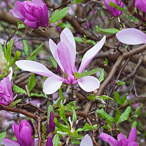 TriStar Plants - Ann Magnolia - 1 Gallon Trade Pot 2'-3'ft Tall, Established Roots, liliiflora 'Nigra' x stellata 'Rosea, Flowering Tree, Fast Growing Trees, attracts pollinators