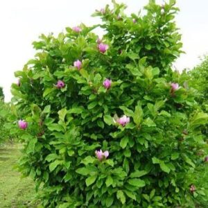 TriStar Plants - Ann Magnolia - 1 Gallon Trade Pot 2'-3'ft Tall, Established Roots, liliiflora 'Nigra' x stellata 'Rosea, Flowering Tree, Fast Growing Trees, attracts pollinators