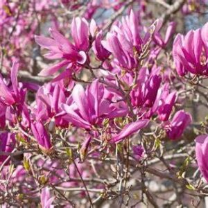 TriStar Plants - Ann Magnolia - 1 Gallon Trade Pot 2'-3'ft Tall, Established Roots, liliiflora 'Nigra' x stellata 'Rosea, Flowering Tree, Fast Growing Trees, attracts pollinators