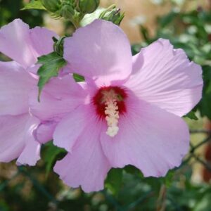 aphrodite hibiscus – rose of sharon – althea shrub -3pack – tristar plants – summer blooms, attracts pollinators, fast growing trees