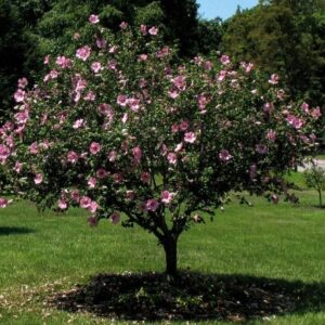 Aphrodite Hibiscus - Rose of Sharon - Althea Shrub -3pack - TriStar Plants - Summer Blooms, Attracts Pollinators, Fast Growing Trees