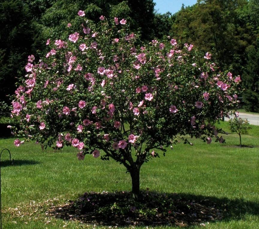 Aphrodite Hibiscus - Rose of Sharon - Althea Shrub -3pack - TriStar Plants - Summer Blooms, Attracts Pollinators, Fast Growing Trees