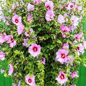 Aphrodite Hibiscus - Rose of Sharon - Althea Shrub -3pack - TriStar Plants - Summer Blooms, Attracts Pollinators, Fast Growing Trees