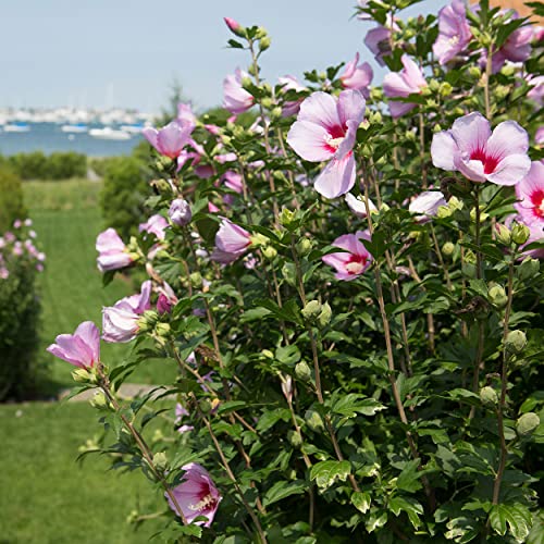 Aphrodite Hibiscus - Rose of Sharon - Althea Shrub -3pack - TriStar Plants - Summer Blooms, Attracts Pollinators, Fast Growing Trees