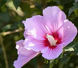 Aphrodite Hibiscus - Rose of Sharon - Althea Shrub -3pack - TriStar Plants - Summer Blooms, Attracts Pollinators, Fast Growing Trees