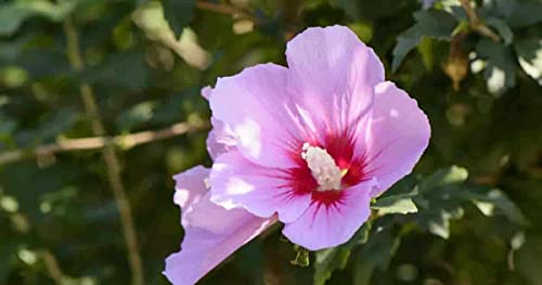 Aphrodite Hibiscus - Rose of Sharon - Althea Shrub -3pack - TriStar Plants - Summer Blooms, Attracts Pollinators, Fast Growing Trees