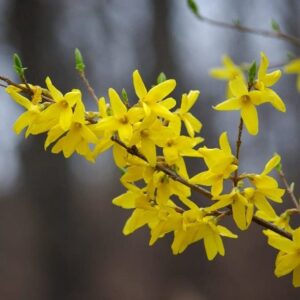 yellow lynwood forsythia – 1 gallon established potted plant – forsythia x intermedia ‘lynwood variety, fast growing tree, spring color, spring blooms, fall color