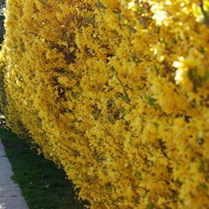 Yellow Lynwood Forsythia - 1 Gallon Established Potted Plant - Forsythia x Intermedia 'Lynwood Variety, Fast Growing Tree, Spring Color, Spring Blooms, Fall Color