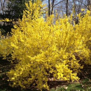 Yellow Lynwood Forsythia - 1 Gallon Established Potted Plant - Forsythia x Intermedia 'Lynwood Variety, Fast Growing Tree, Spring Color, Spring Blooms, Fall Color