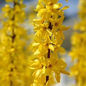 Yellow Lynwood Forsythia - 1 Gallon Established Potted Plant - Forsythia x Intermedia 'Lynwood Variety, Fast Growing Tree, Spring Color, Spring Blooms, Fall Color