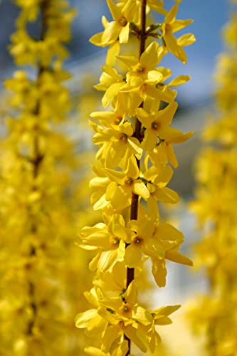 Yellow Lynwood Forsythia - 1 Gallon Established Potted Plant - Forsythia x Intermedia 'Lynwood Variety, Fast Growing Tree, Spring Color, Spring Blooms, Fall Color