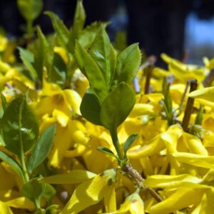 Yellow Lynwood Forsythia - 1 Gallon Established Potted Plant - Forsythia x Intermedia 'Lynwood Variety, Fast Growing Tree, Spring Color, Spring Blooms, Fall Color