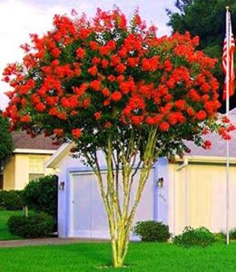 large dallas red tree crape myrtle, matures 18ft+, brightest cherry red flower clusters, ships 2-4ft tall, well rooted in pot with soil (10)