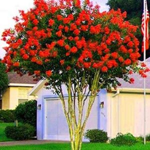 Large Dallas Red Tree Crape Myrtle, Matures 18ft+, Brightest Cherry Red Flower Clusters, Ships 2-4ft Tall, Well Rooted in Pot with Soil (10)